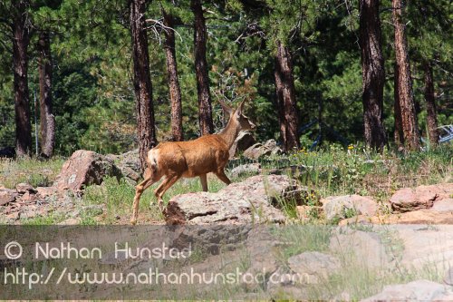 A mule deer walks by on Lookout Mountain